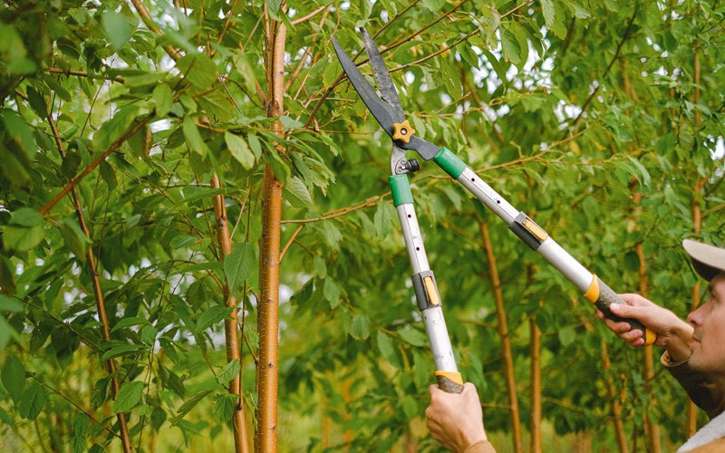 Tree trimming in Brothers, OR